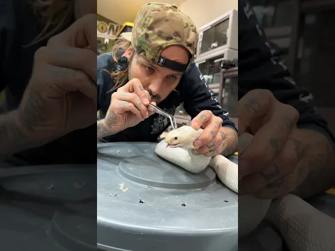 Removing Stuck Shed and Eye caps off my Cobras face.. carefully .. #shorts #venomous #shed #asmr
