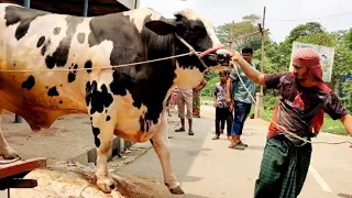 Big Cow Unloading Sadeeq Agro 2022 | Sadeeq Agro New 2022 Collection | Big Cow in Bangladesh 2022