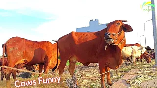 Cows Funny Cute Video 🔴 Cute and Funny Cow sound Videos Compilation  p2