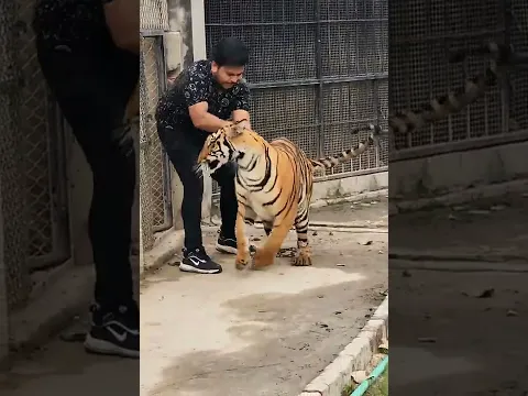 Bengal Tiger Attack | Nouman Hassan |