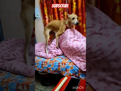 Funny dog video compilation 🐶 ❤️ 🤣 #doglover #dogvideo #viral