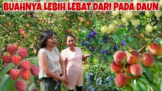 UPDATE KEBUN SAMA KAKAK, SEMUA POHON SUDAH BERBUAH