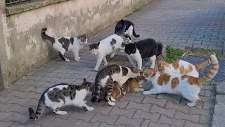 8 Male Cats chasing the Female Cat want to have the female cat by force