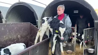 Transporting Calves | Intelligent Milking System | Girl Take Care For Calves | Dairy Farm