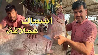 شاهد انواع واحجام الاسماك البحريه في الفاو (النگعة)