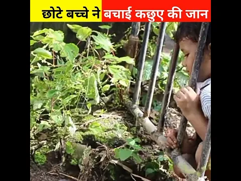 इस बच्चे ने कछुए की जान को बचाया #shorts #FactRate #tortoise #humanity