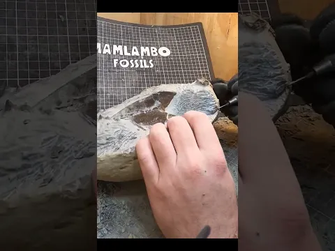 5 months of work to reveal this fossil penguin  #fossil #reveal #geology #paleontology