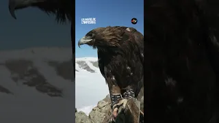 En Mongolie, ils vivent et chassent avec les aigles royaux