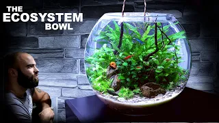 The Ecosystem Bowl: AMAZING NO WATER CHANGE & No Filter Aquarium (Aquascape Tutorial)