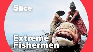 Hunting a giant tiger shark I SLICE