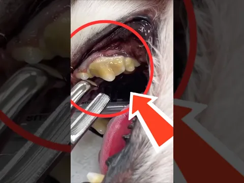 LOS 4 ANIMALES CON MÁS DIENTES EN TODO EL PLANETA