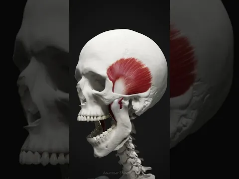 The primary muscles of mastication