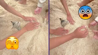 🚨 Enterraron a un Gato Aún Vivo 😿⚠️