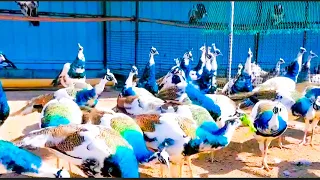 Amazing peacock farm #peacock #birds #peacockrangoli