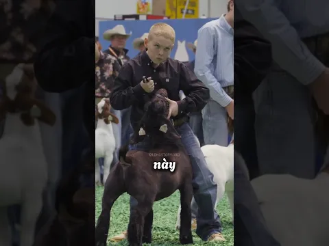 Cách GIÁM KHẢO thông báo con dê nào sẽ GIÀNH GIẢI NHẤT 🐐 👋 #shorts