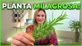 🟢 PLANTA MILAGROSA: a VERDADE REVELADA sobre o ALECRIM que ninguém te conta🌿🍵🧴