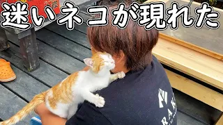 釣りよかハウスに迷い込んだ猫を保護しました。