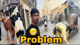 Sultan ke peeche saand kyo pad gaya || @Bull.Rider-Vlogs