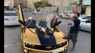 شاب ليبي يهوى تربية الحيوانات المفترسة