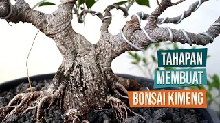 Tahapan Proses Membuat Bonsai Kimeng Dari Bahan Stekan