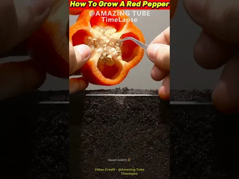 How to bell pepper grow 🤔#shorts #viralvideo #timelapse #plants #nature #fyp