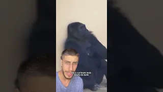 Nunca faça isso na frente de gorilas!