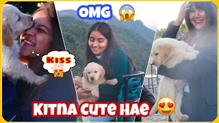 Girl's Reaction 😍 On Golden Retriever In Dehradun  || The Golden Romeo || #publicreaction