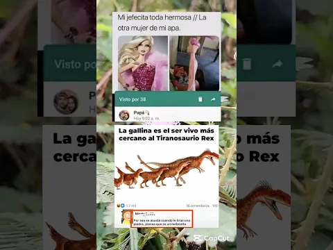 memes random xd