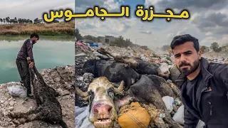 انتشار مرض الطاعون 🦠 وموت اكثر من 900 جاموسة