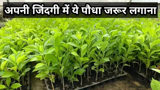जिंदगी बदल देने की शक्ति है इस एक पौधे में !