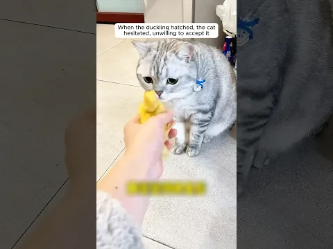 The cat nurtured a baby duck as its own with love