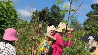 Suasana dipedesaan Kalimantan Utara  #panenkacang #pakis #cabutubirambat