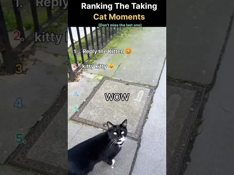 Ranking the Talking Cat Moments 😂 #shorts #funnycat #viral #youtubeshorts #catshorts