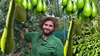 6 variedades de AGUACATE 🥑 y el Truco para una Gran COSECHA 🧺