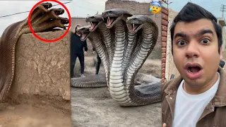 Zoo Mein Big Snake Agea 😰 Dangerous 
