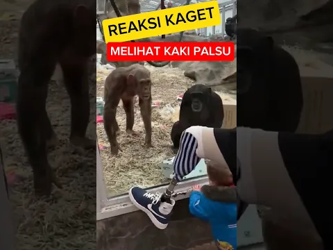 simpanse merasa aneh dengan kaki palsu seorang pria