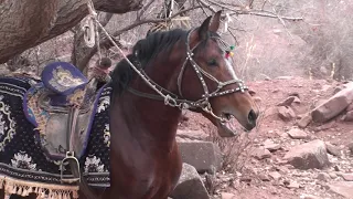ГЕРАКЛ ПЕРЕДАВОЙ ТАВИЛДАРА 2021. — good horse GERAKL HORSE |  Best Horse Tajikistan