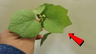 যে চুষে সে ষাঁড় হয়, এক ডোজে লক্ষ লক্ষ শু!ক্রানু উৎপন্ন হয়, বৃদ্ধ বয়সেও যৌ!বন ফিরে আসে