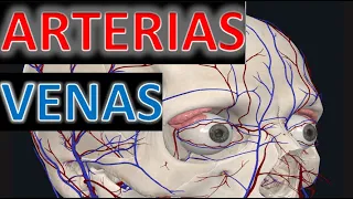 Arterias y Venas del Ojo (Anatomia FACIL)