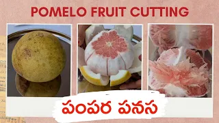 How to cut Pomelo Fruit🍋 పంపర పనస🍋 Largest Citrus Fruit | Buoi | Pampara Panasa - ChetanaFoods