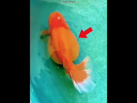 He Saved a Goldfish… Then THIS Happened 😱🐟 #viral #shortvideo #fishing  #trending