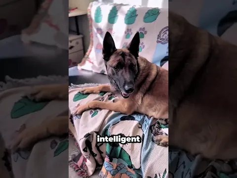 Ce chien sauve la maison d’un incendie inattendu !