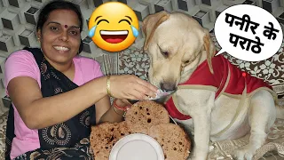 Labrador Dog Shy Aur Paneer Ke Parathe 😂 Ki Masti | Funny Dog Video | SourShy Dog