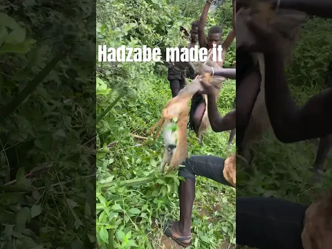 Beautiful Moments Hadzabe attack antelope - hunting skills #hadzabetribe #africantribe #animals