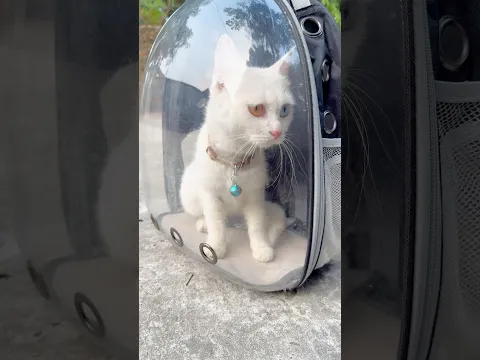 If you can, please help homeless animals🏚️🐈🐕❤️ #cats #animals #catvideos #foryou #fypシ#viral