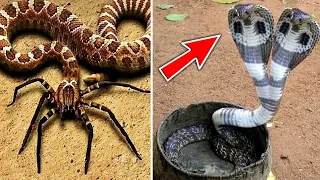 ये सांप कहीं भी दिखे तो तुरंत भाग जाना | Amazing Facts Hindi