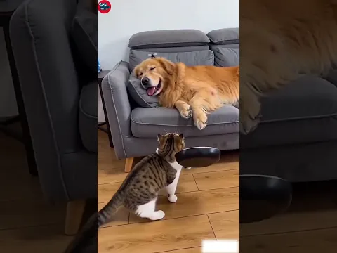 Funny cat accidentally hits a sleeping golden retriever😂