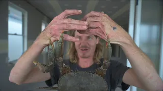 TRADIES BEING BITTEN BY MUDCRABS