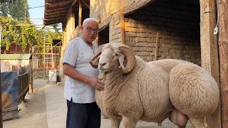 😱 BUNI 15 YILDA O‘RGANDIM! 20 TA QO‘Y BILAN $4000 🔥