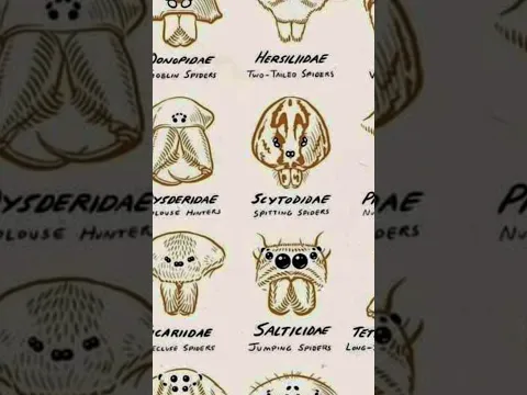 Types Of Spider | Part-4 #scary #spider #shorts